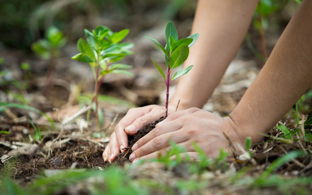 Cuidando el medio ambiente: amenazas, conciencia y acciones eco ...